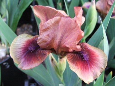 Iris 'Cimarron Rose'